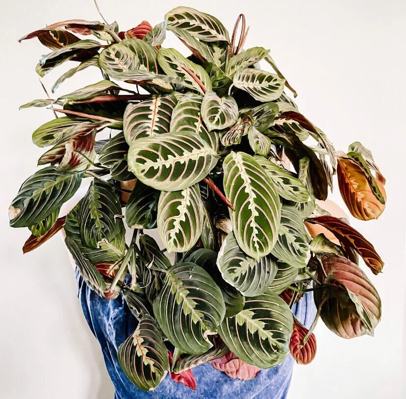 Maranta Leuconeura prayer Plant House Plant maranta-leuconeura-prayer-plant-house-plant
