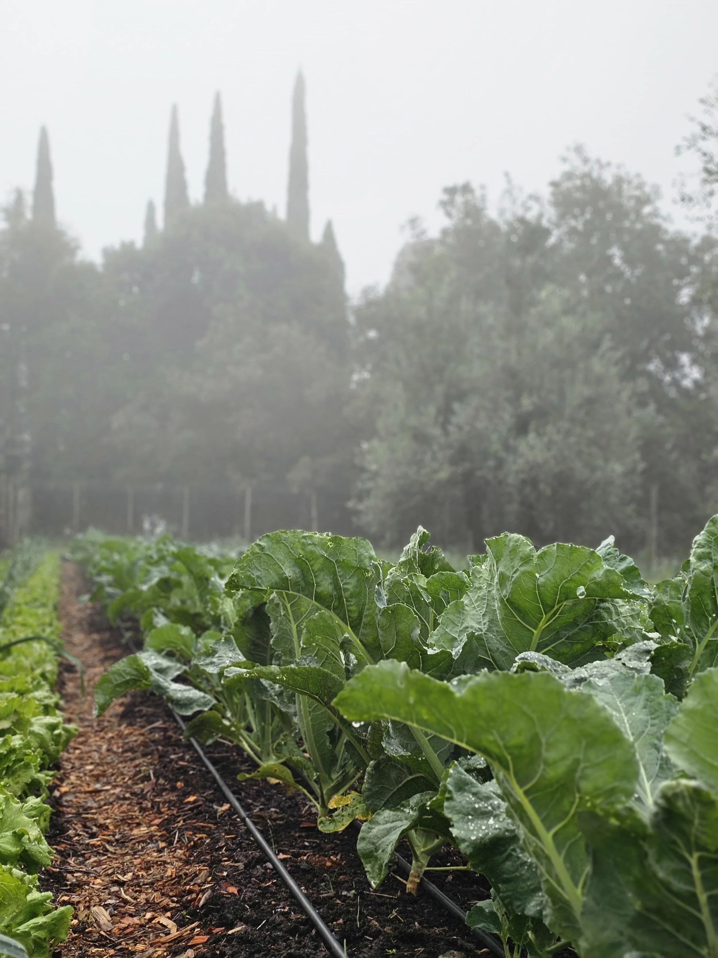 Rows of leafy green vegetables growing in a garden with drip irrigation, foggy background with trees.