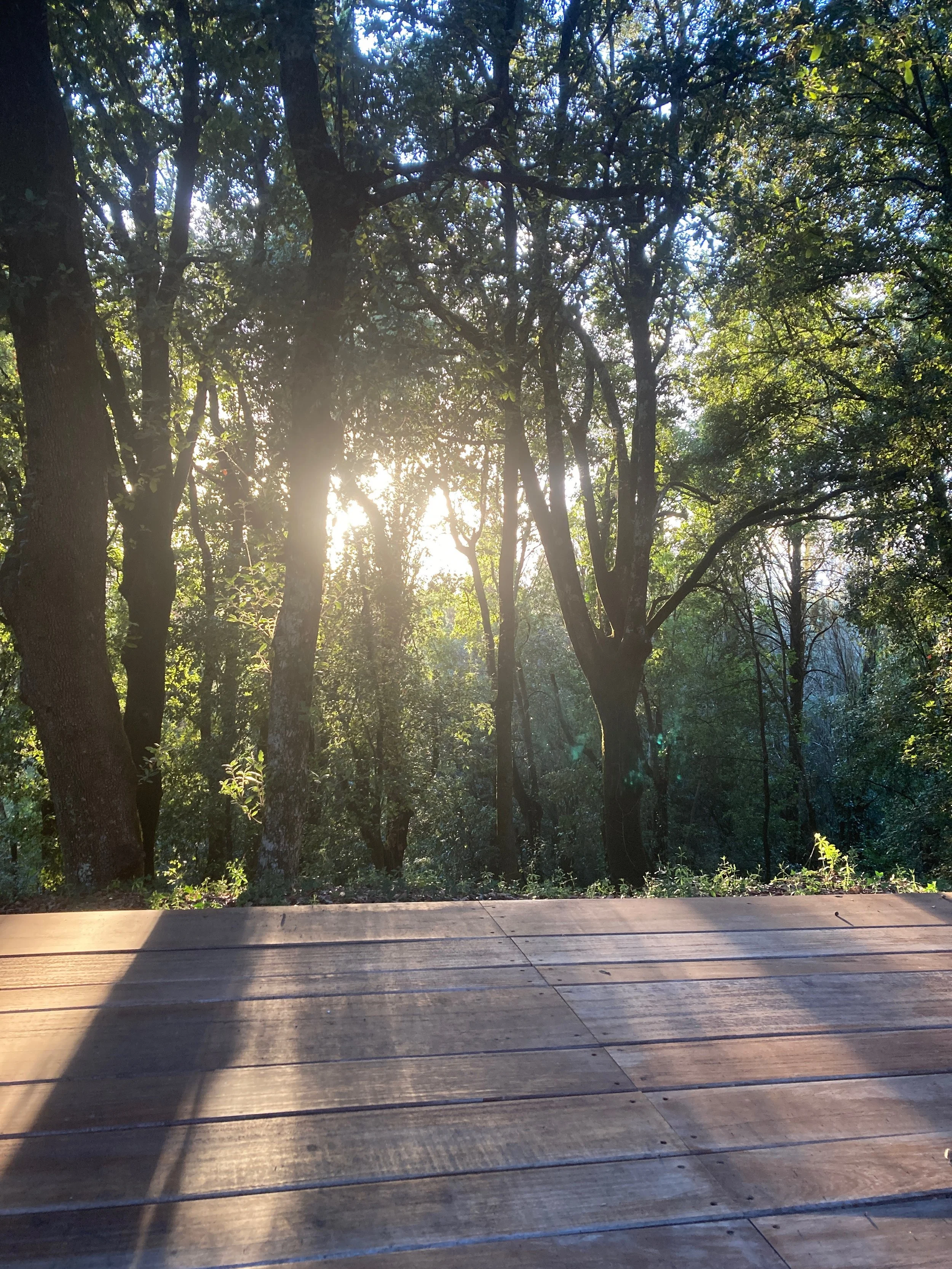 Sunlight filtering through trees in a forest, viewed from a wooden deck or platform.