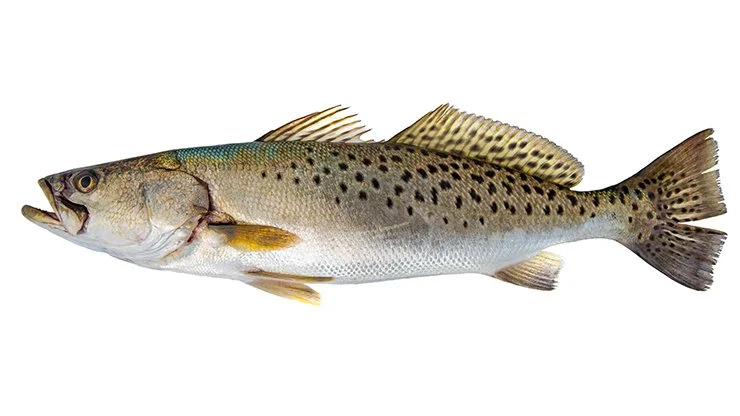 Speckled Trout
