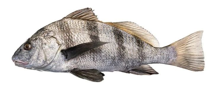 Black Drum