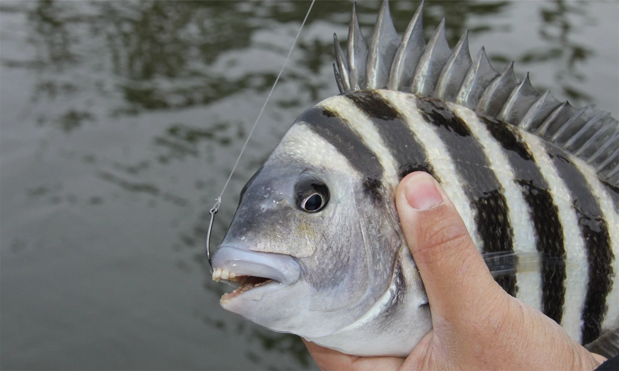 Sheepshead Fish