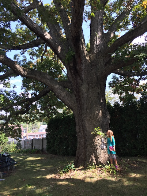 White Oak (Quercus alba)