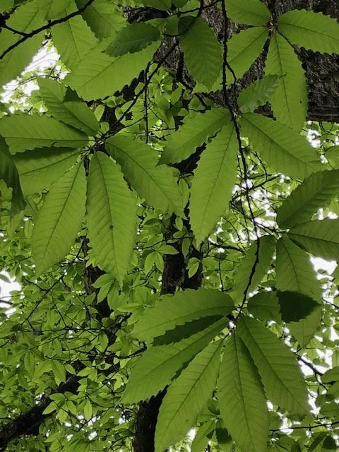 Show Up, Pray, Organize, Dig,