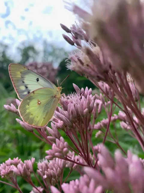 The Forgotten Plants of Eco Gardening 