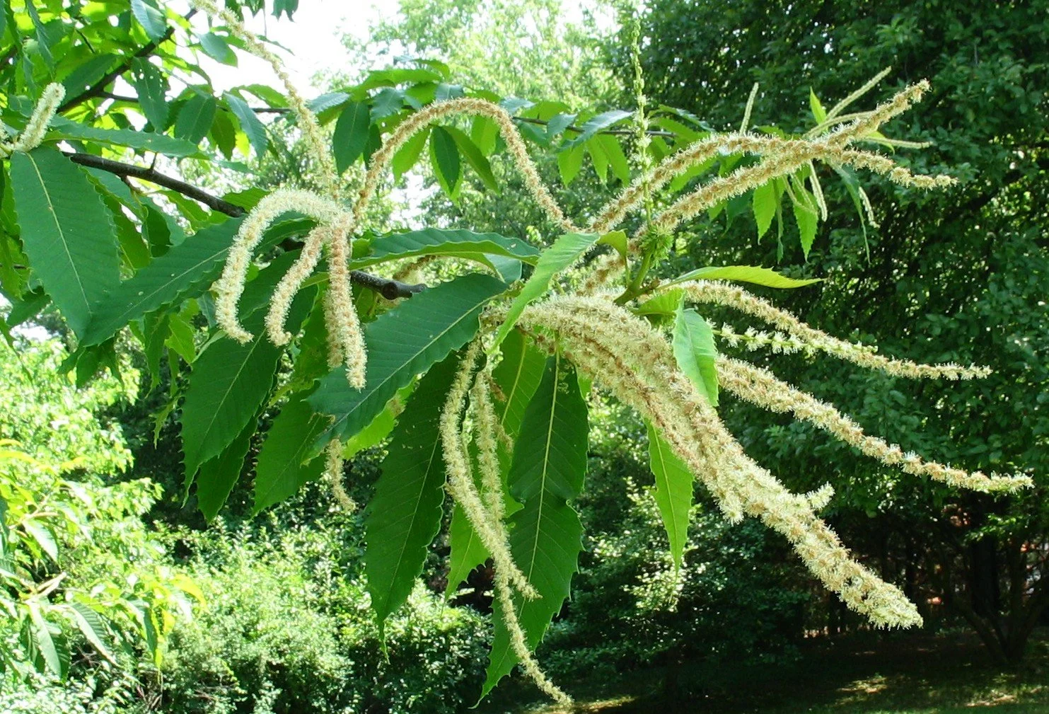 AmericanChestnutPollen.jpg