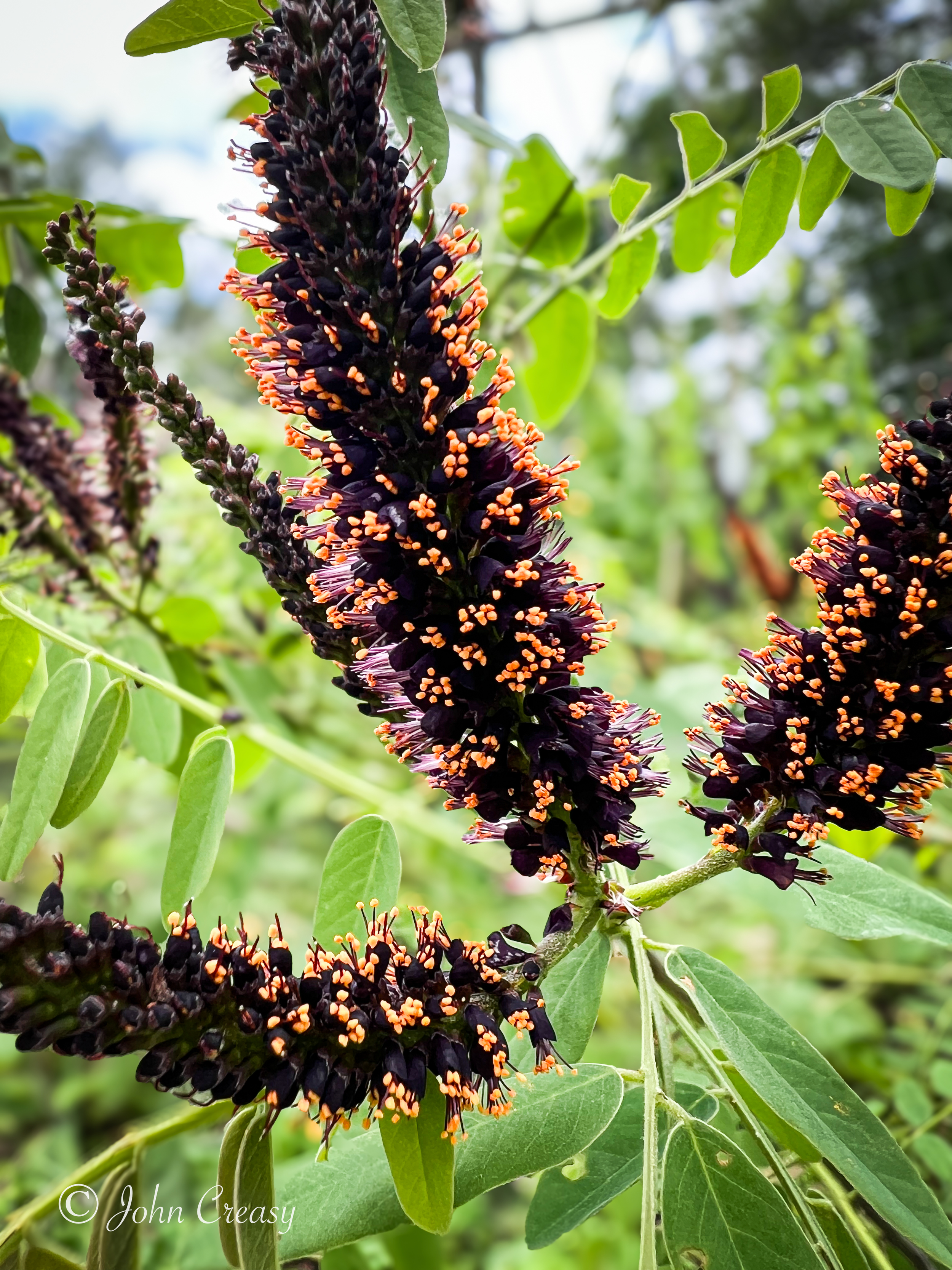 Wild Indigo Shrub (Amorpha fruticosa)