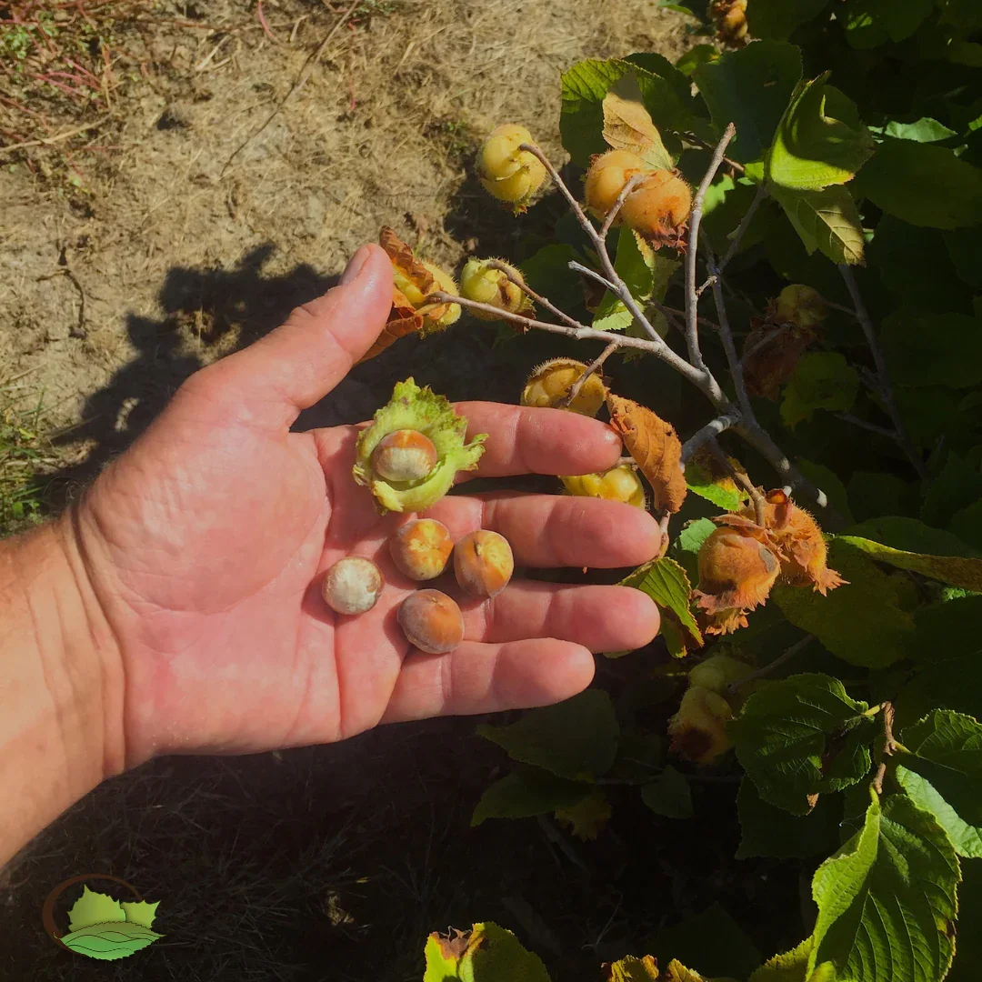 Hybrid Hazelnuts (Corylus spp. hybrids)