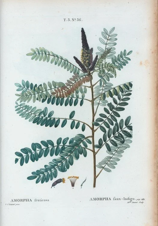 wild indigo illustration copy.jpg