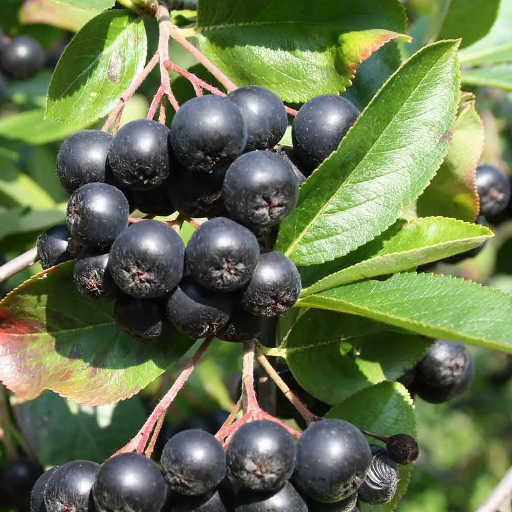 Aronia (Aronia melanocarpa)