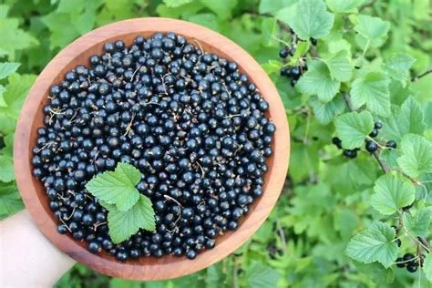 Black Currants (Ribes sp)