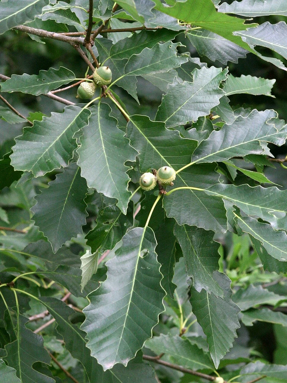 Chinquapin Oak (Quercus muehlenbergii)