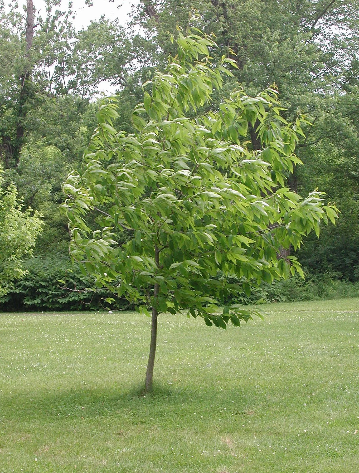 American Chestnut (Castenea dentada)