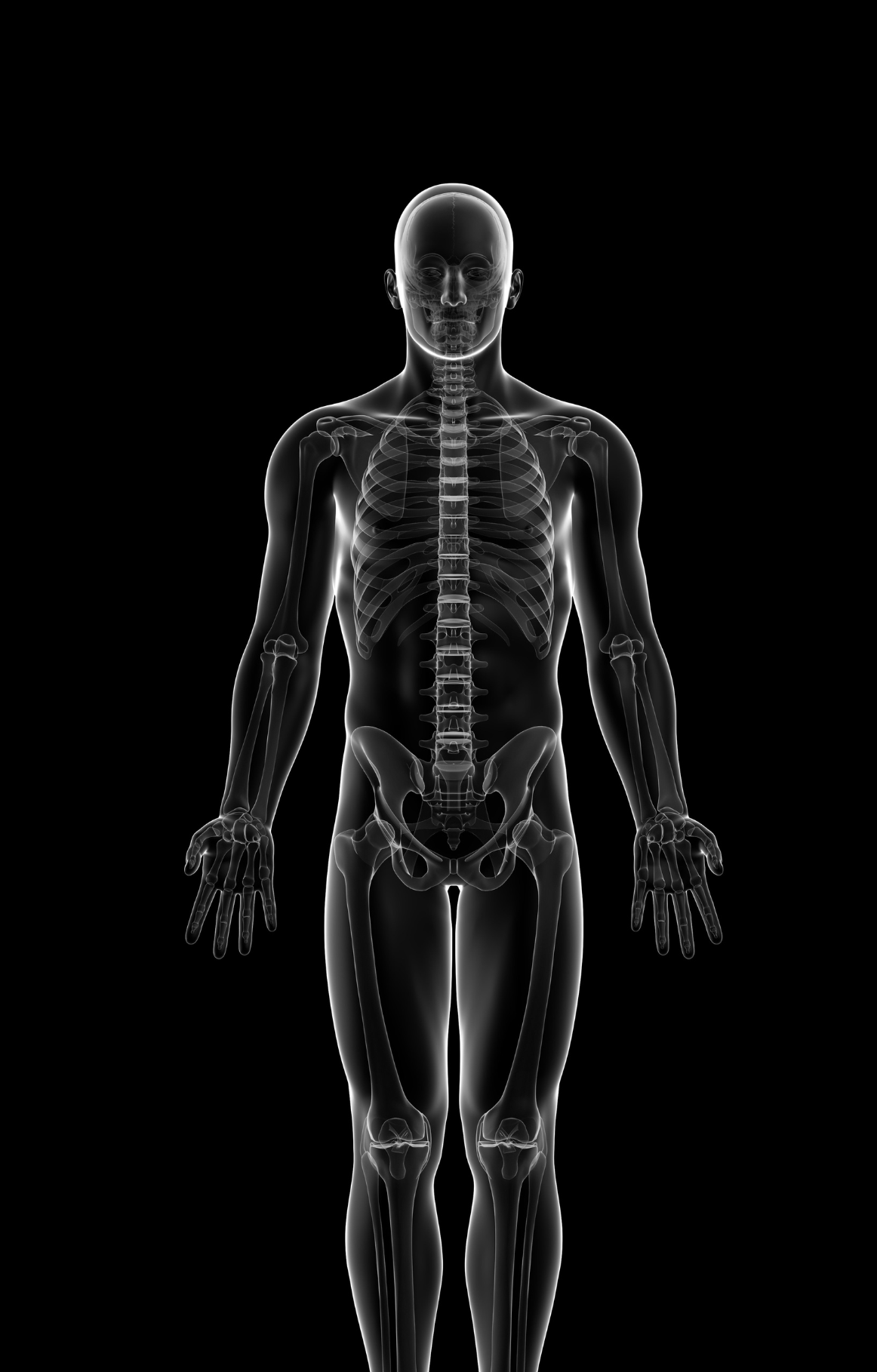 Deepening Anatomy | Torso &amp; Core