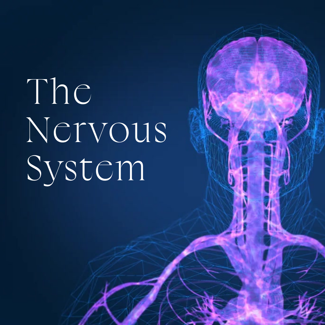 The Nervous System