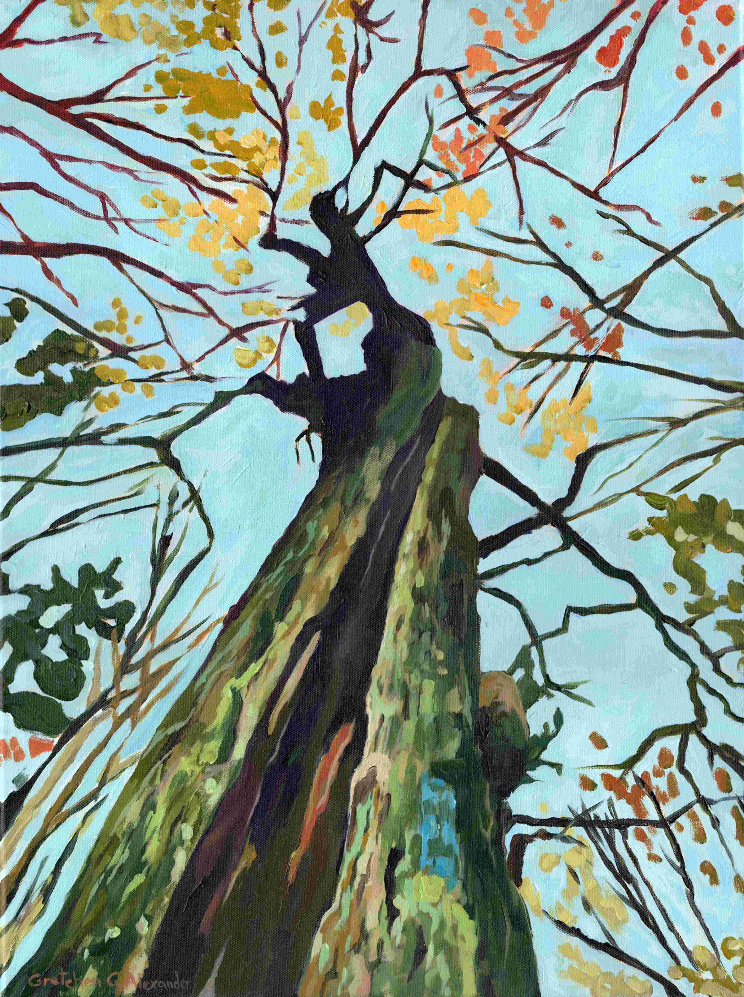 Sugar Maple on the Trail