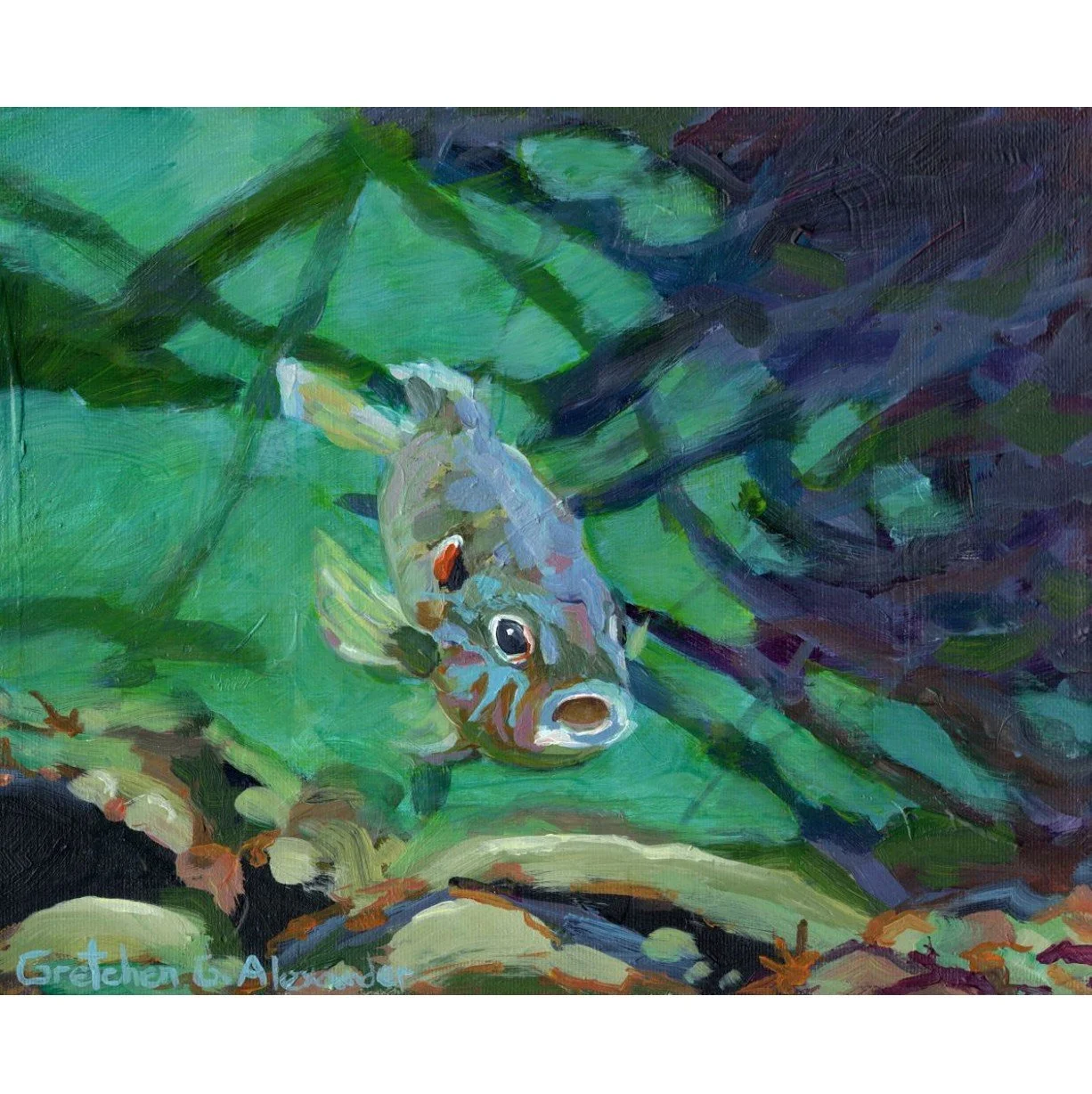 Pumpkinseed_square.jpg