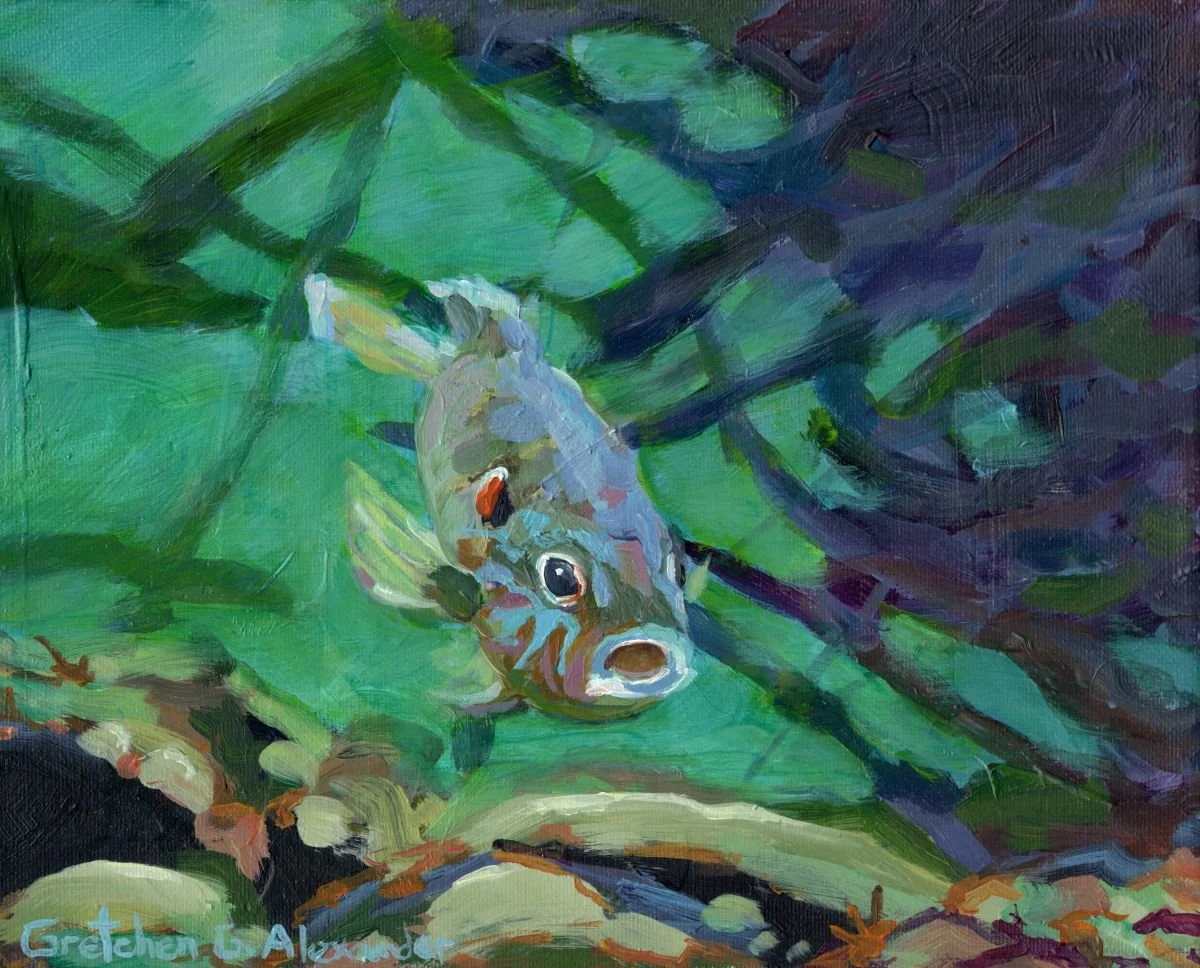 Pumpkinseed_web.jpg