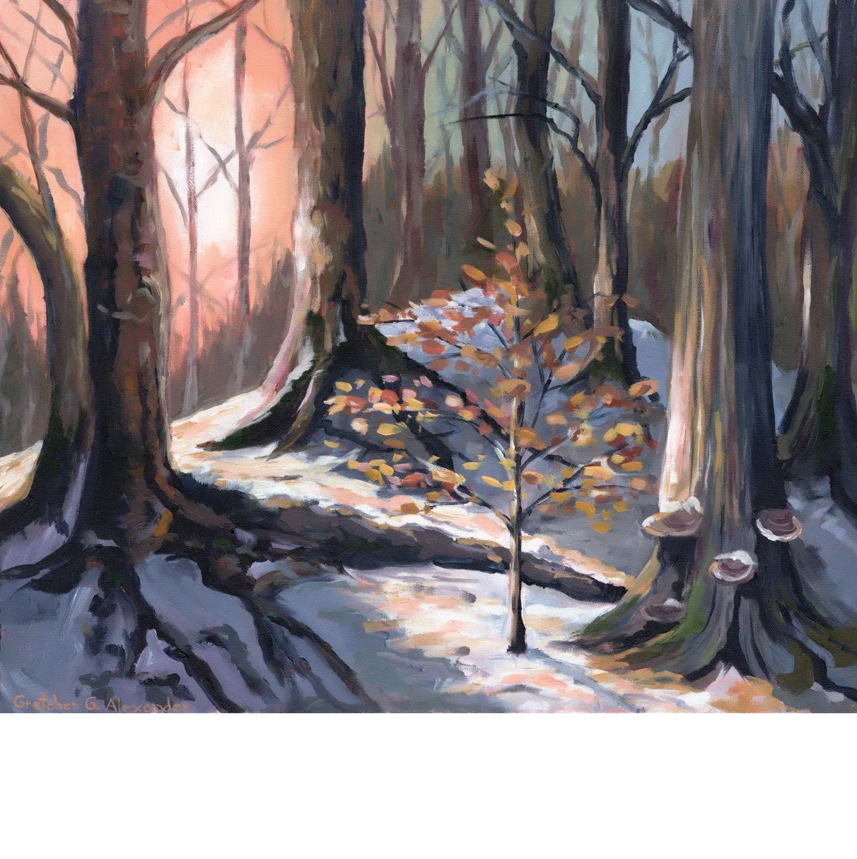 WinterBeech2_square.jpg