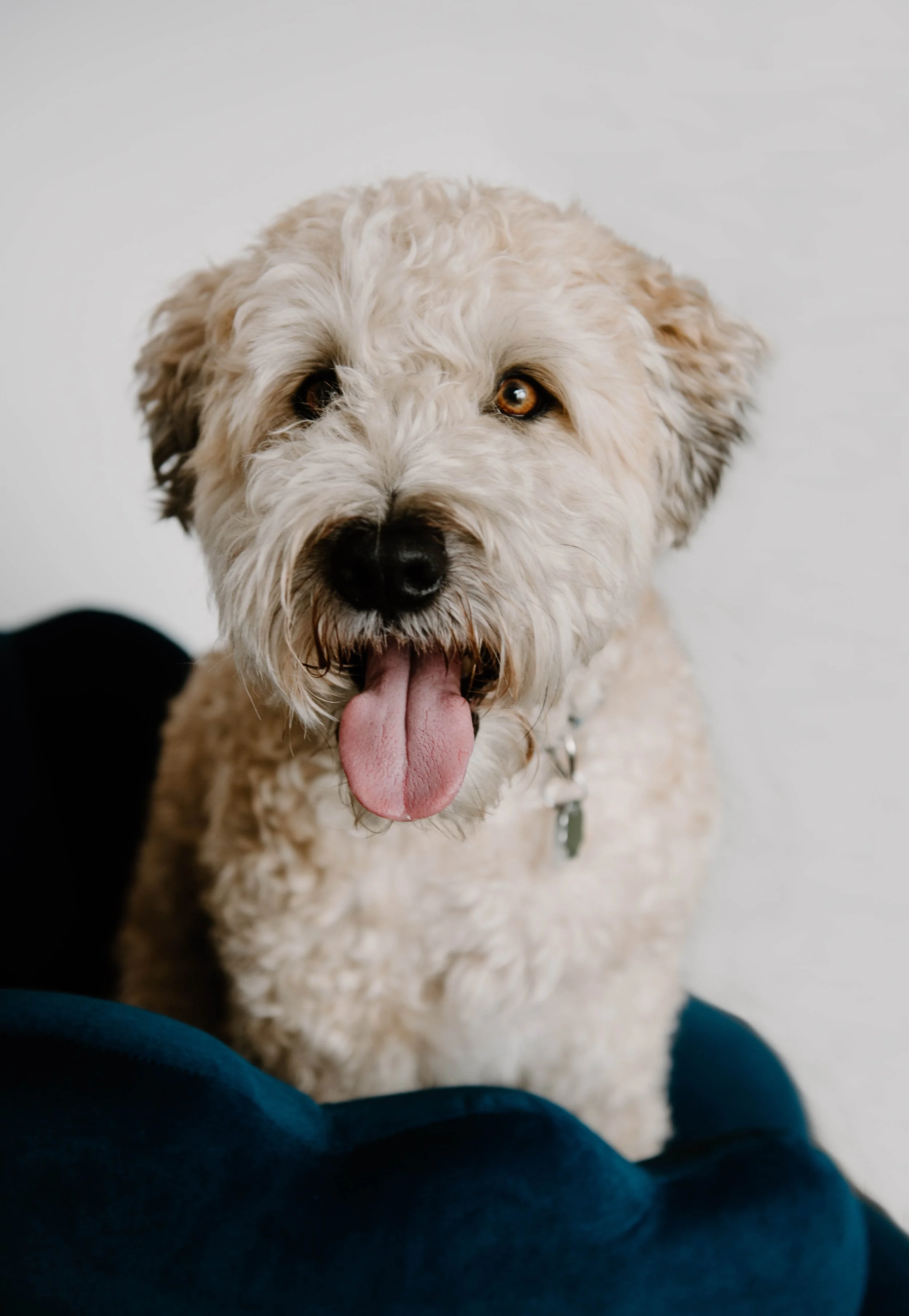 A fluffy light-colored soft-coated wheaten terrier with brown eyes and a black nose, panting with its tongue out, sitting on a dark blue couch against a plain white background.