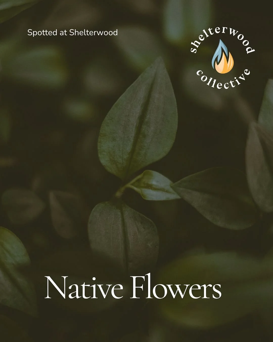 The Shelterwood forest is home to a beautiful array of native flowers 🌿🌼

Preserving natural flora is crucial to restoring ecosystems. What are some native plants in your region?

SWIPE to learn more about a few of the ones we&rsquo;re grateful to 