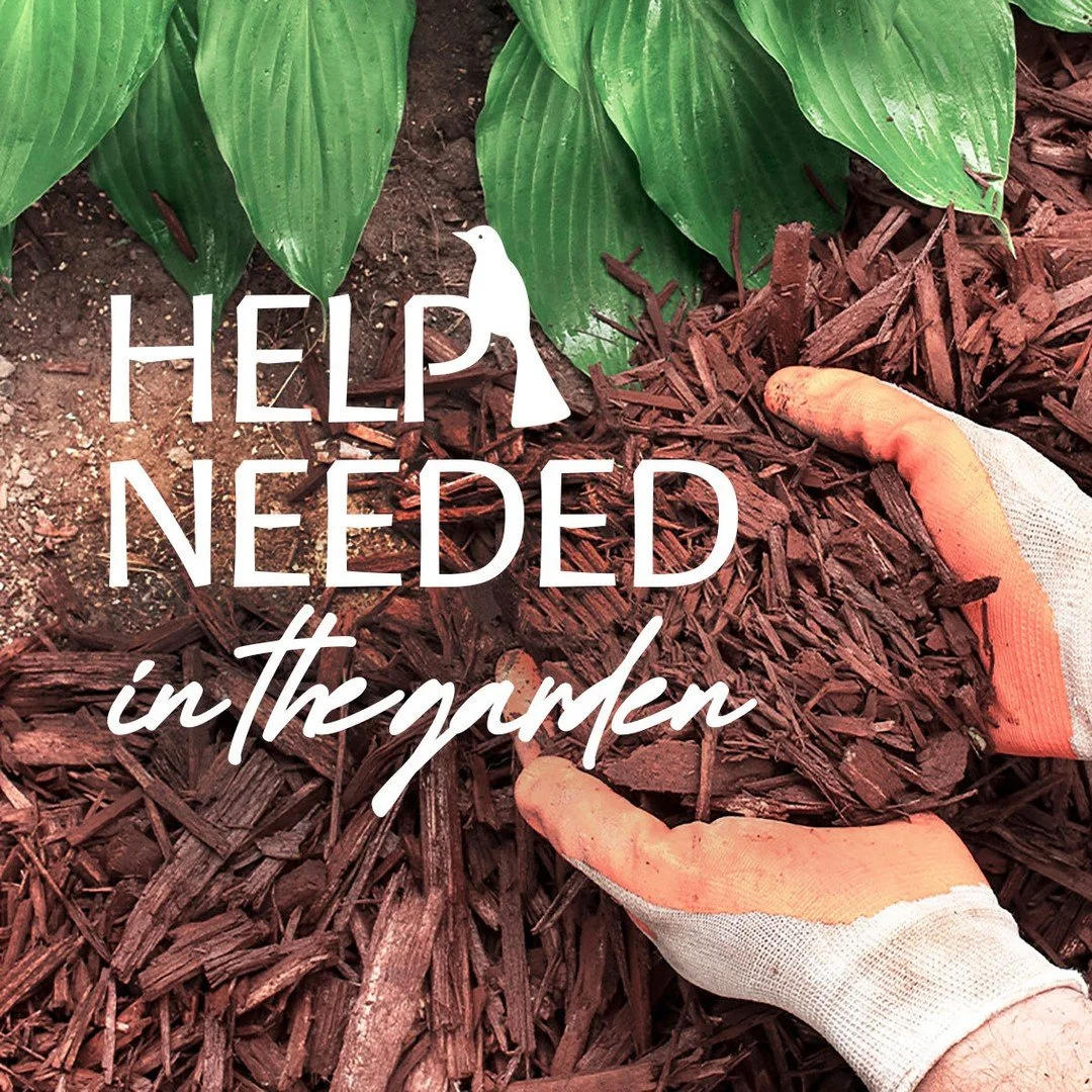 School Community Volunteers Needed! 🌱

Join us Wednesday, July 8, at 8:30 a.m. as we receive and spread a large load of mulch in our school garden!

The mulch will help us:
&bull; Create garden paths
&bull; Protect our plants
&bull; Retain moisture
