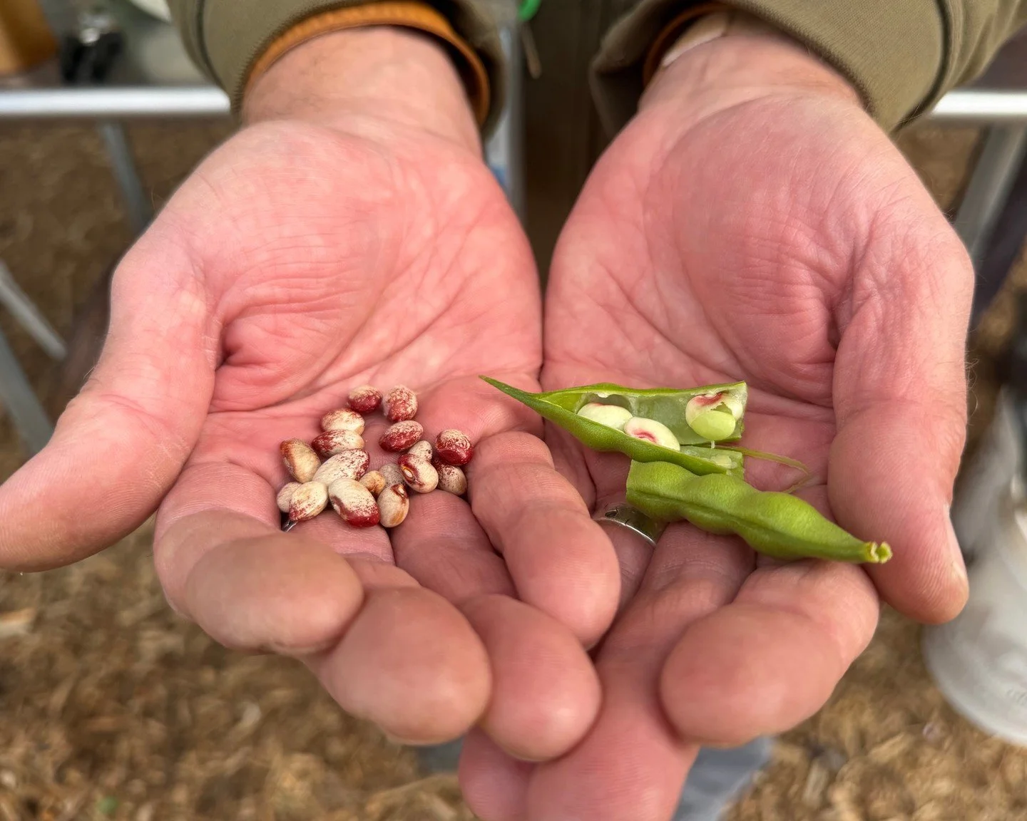 The Soup Harvest is upon us!

Despite the drought, the Agricultural Arts garden gave us quite a harvest for this year&rsquo;s &ldquo;Harvest Festival&rdquo; from 11-2pm on Saturday, Oct. 17th. Taking place in the autumn sunshine!

Mr. Greg and Ms. Ca