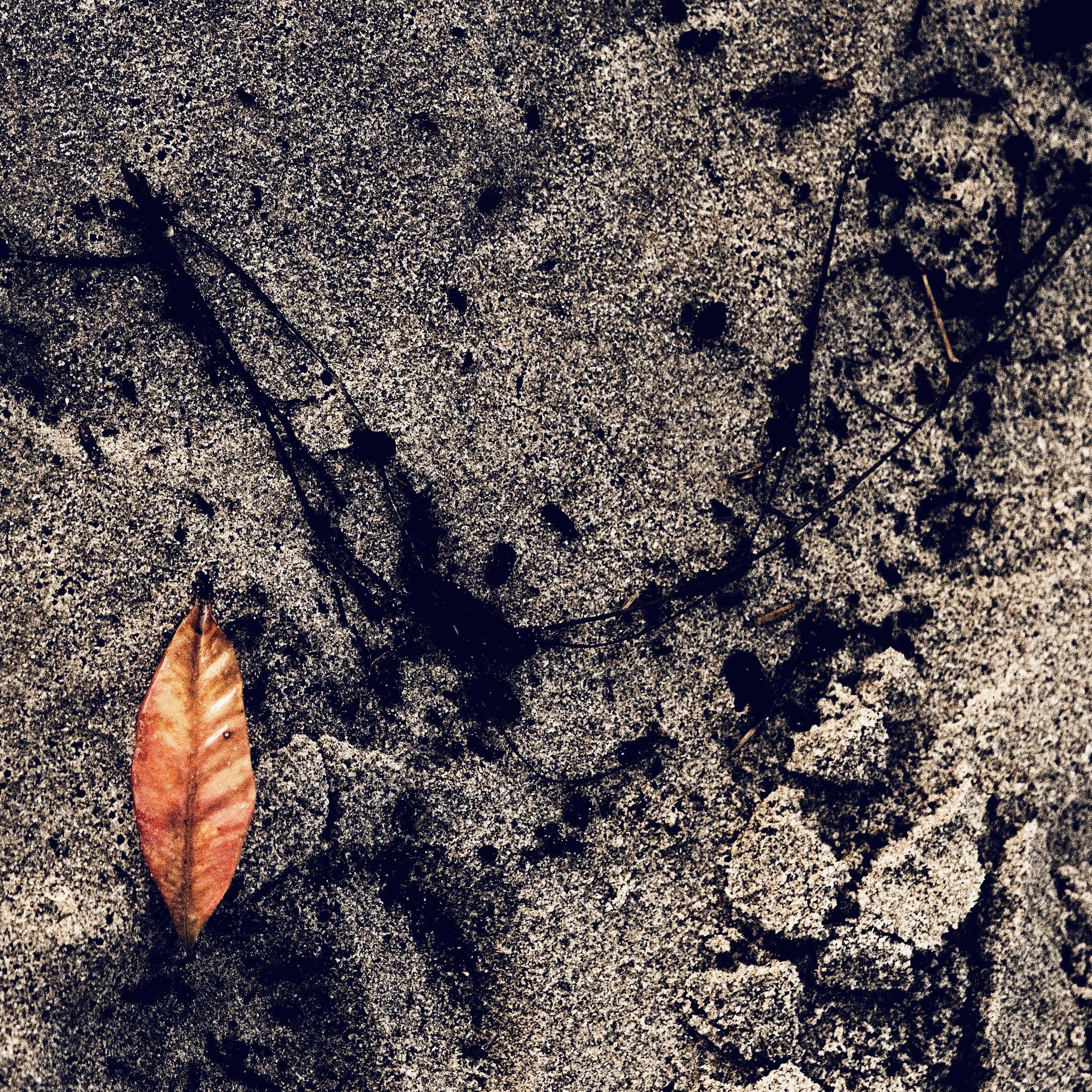 RED LEAF