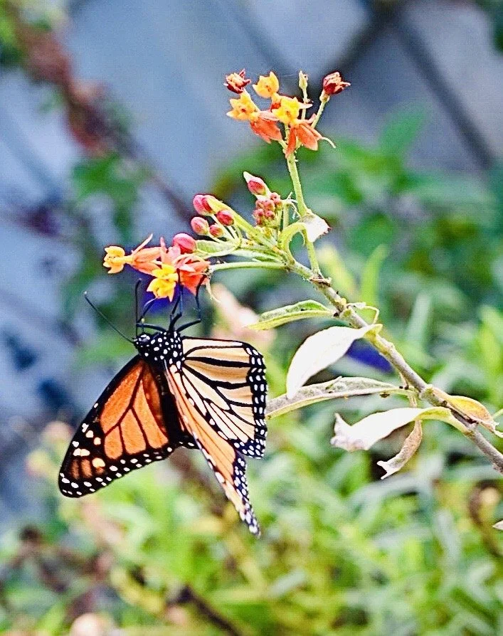 A monarch butterfly on orange and yellow flowers with green foliage in the background.