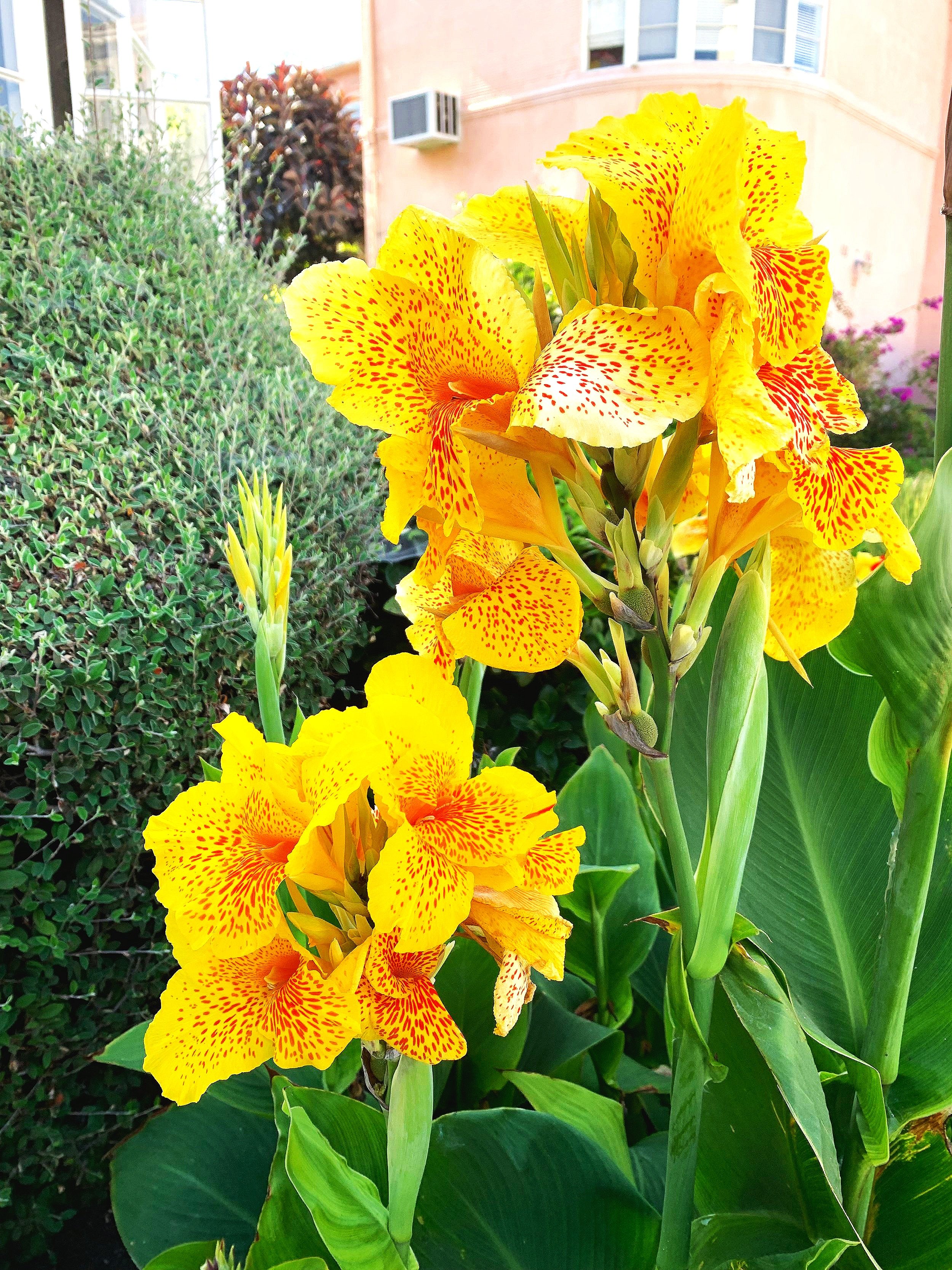 Bright yellow Canna flowers with red speckles on the petals, large green leaves, and a background of shrubs and buildings.