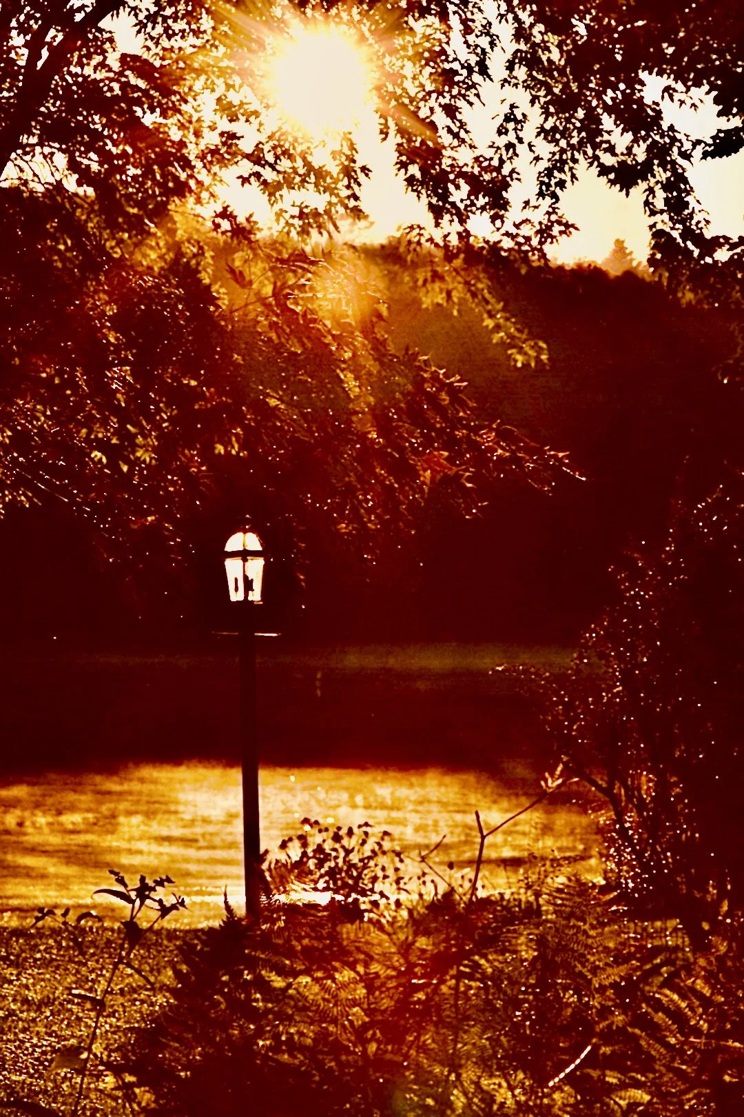 Sun setting over a river with trees, a lamppost, and glowing foliage.