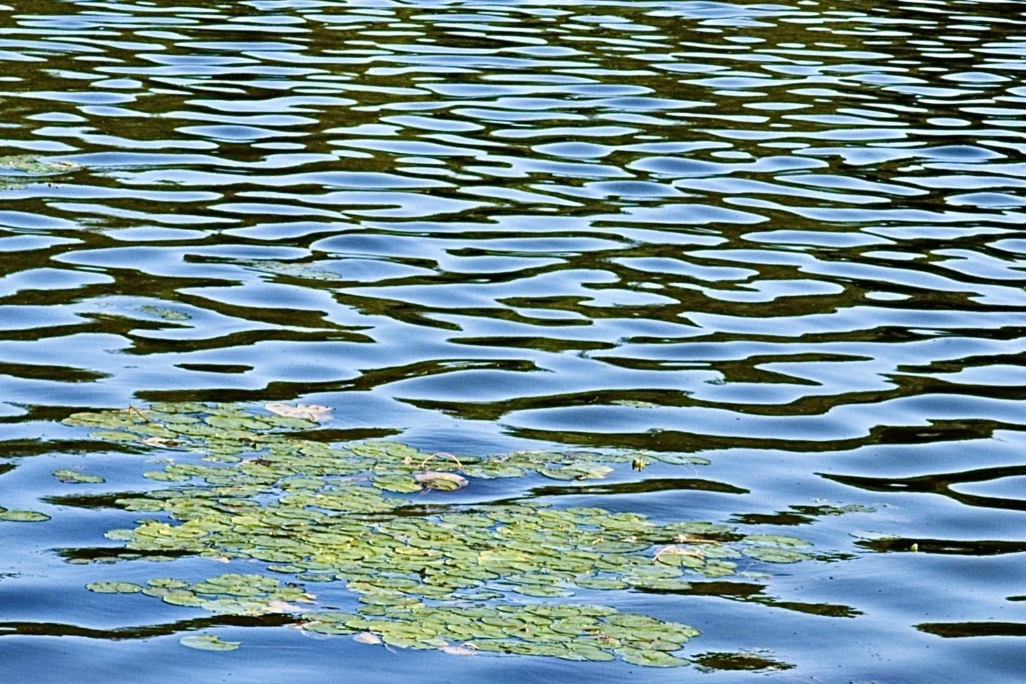 A body of water with ripples and floating lily pads.