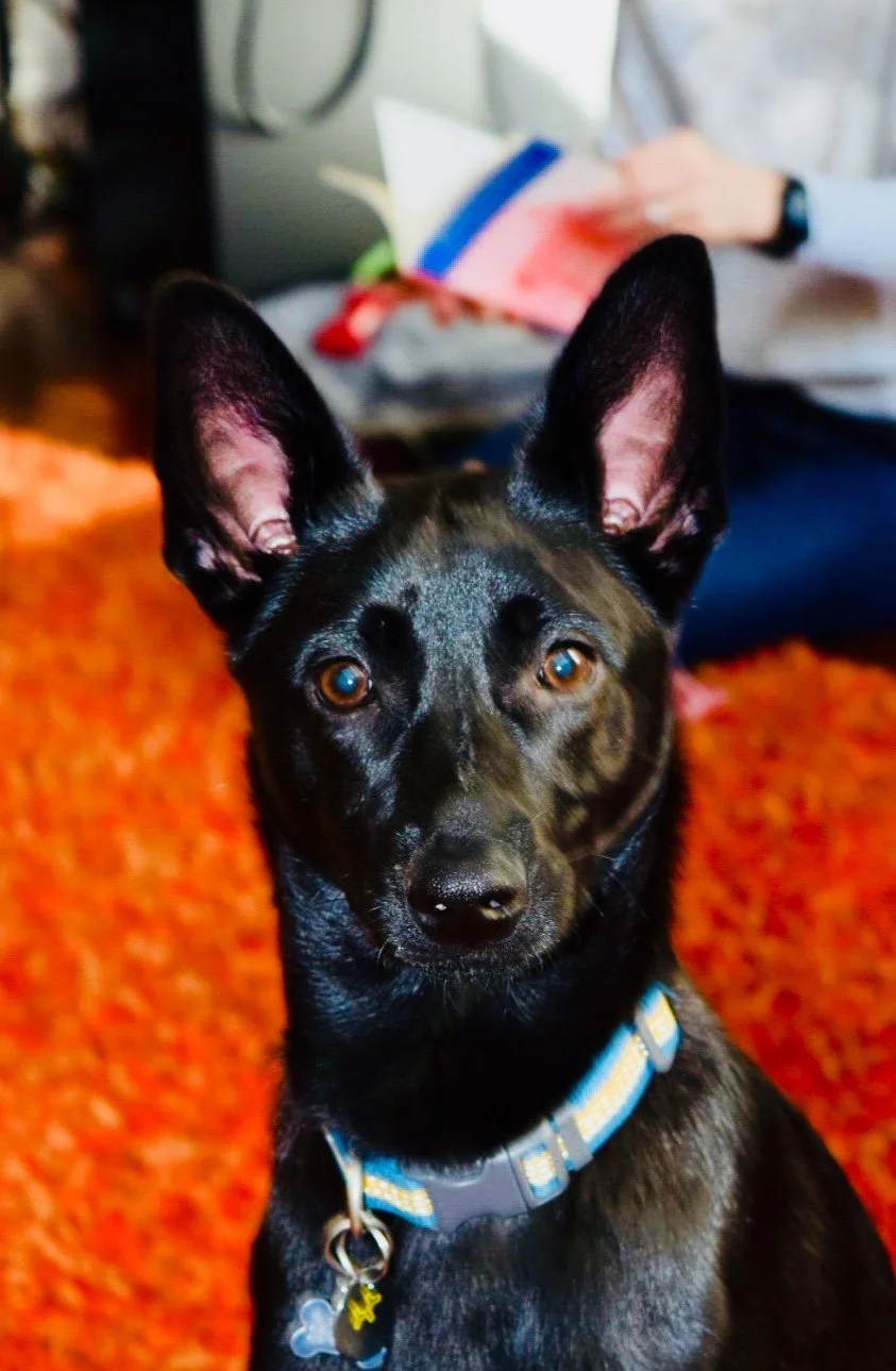 Black and tan dog with large pointed ears and light brown eyes sitting on an orange carpet. In the background, a person is holding a notebook.