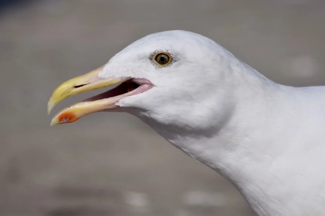 Close-up of a seagull with its beak open on a beach.