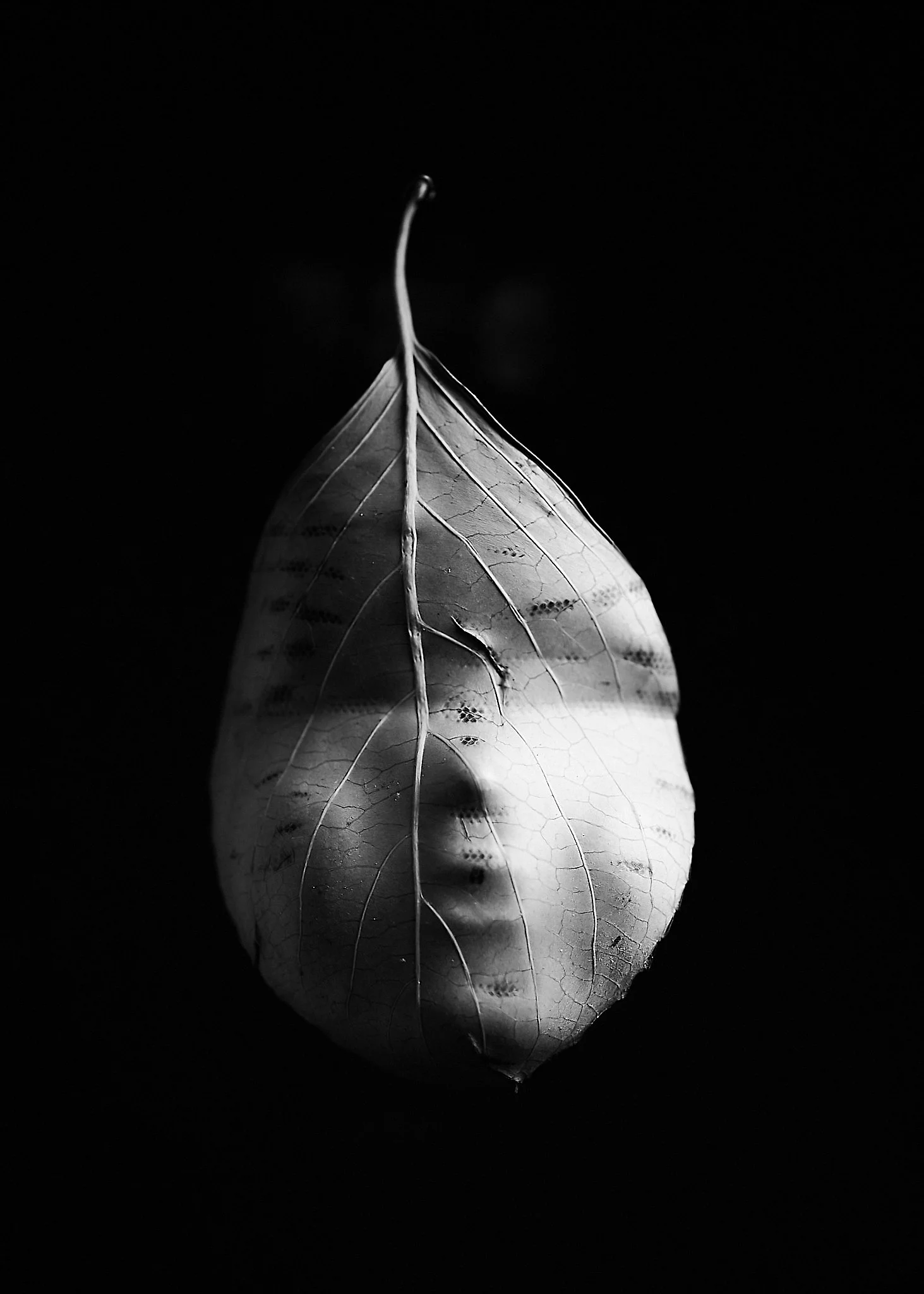 Garden of Eden series 15