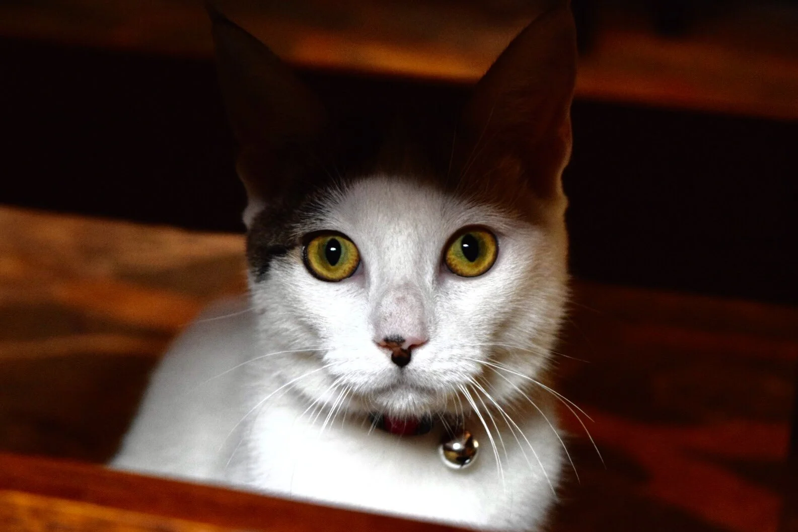 A white and gray cat with yellow eyes peeking out from a wooden space.