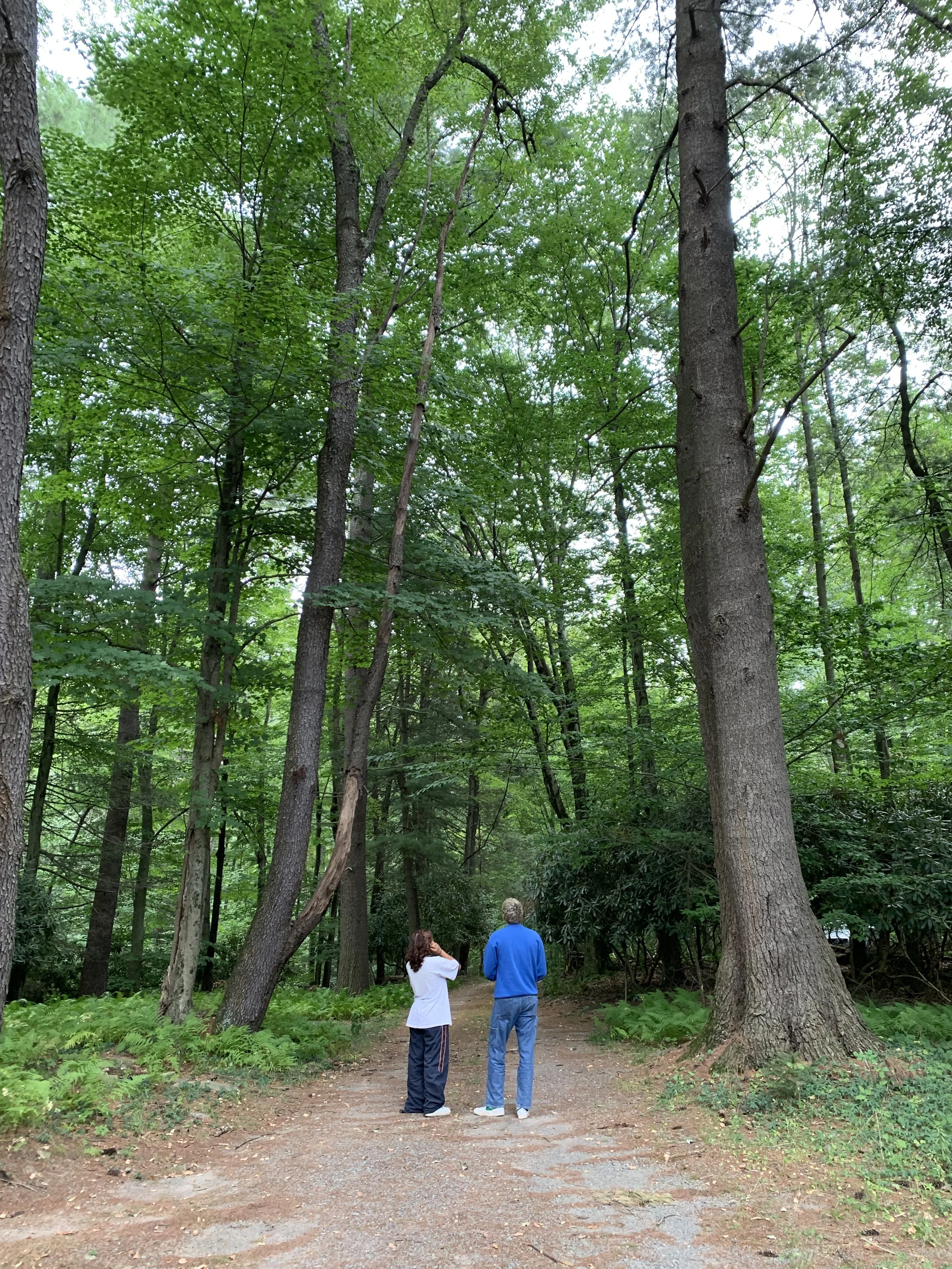 Two people standing on a dirt path in a dense green forest, looking up at the tall trees.