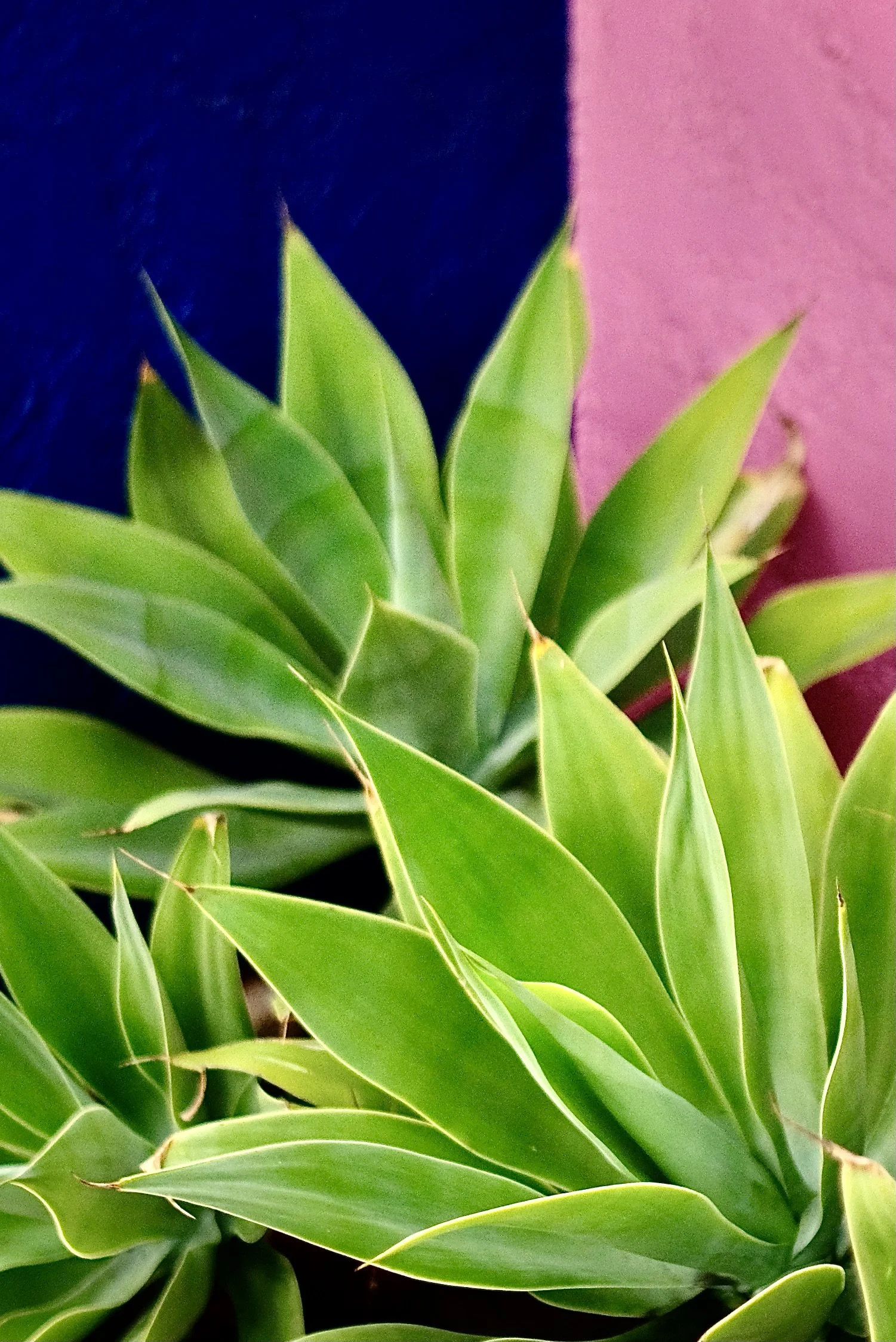 Close-up of green agave plants with pointed leaves against a pink and dark blue background.