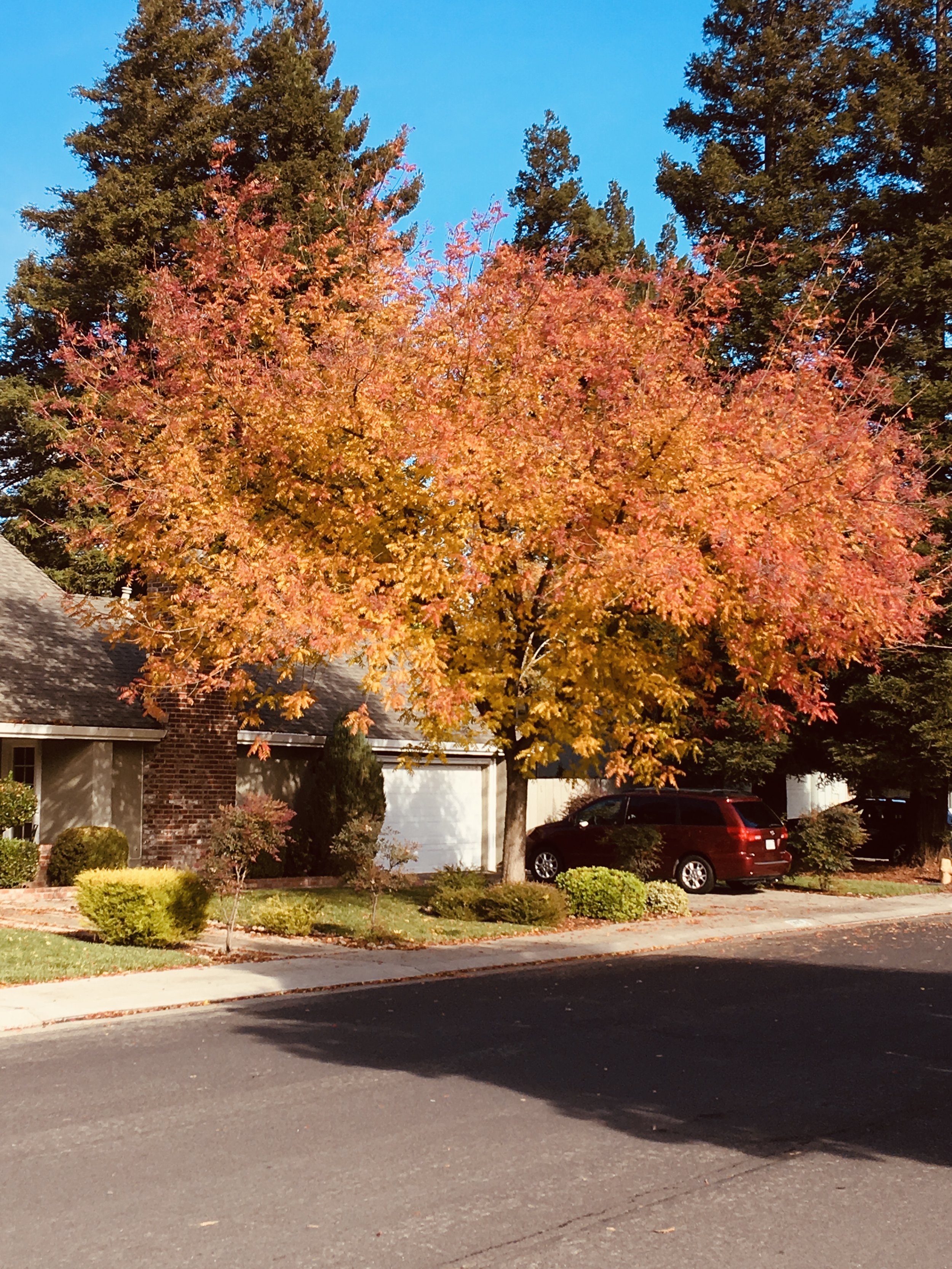 A large tree with orange and yellow autumn leaves stands in front of a house with a brick chimney and a white garage door. A red vehicle is parked in the driveway, and the scene is illuminated by sunlight with a clear blue sky above.