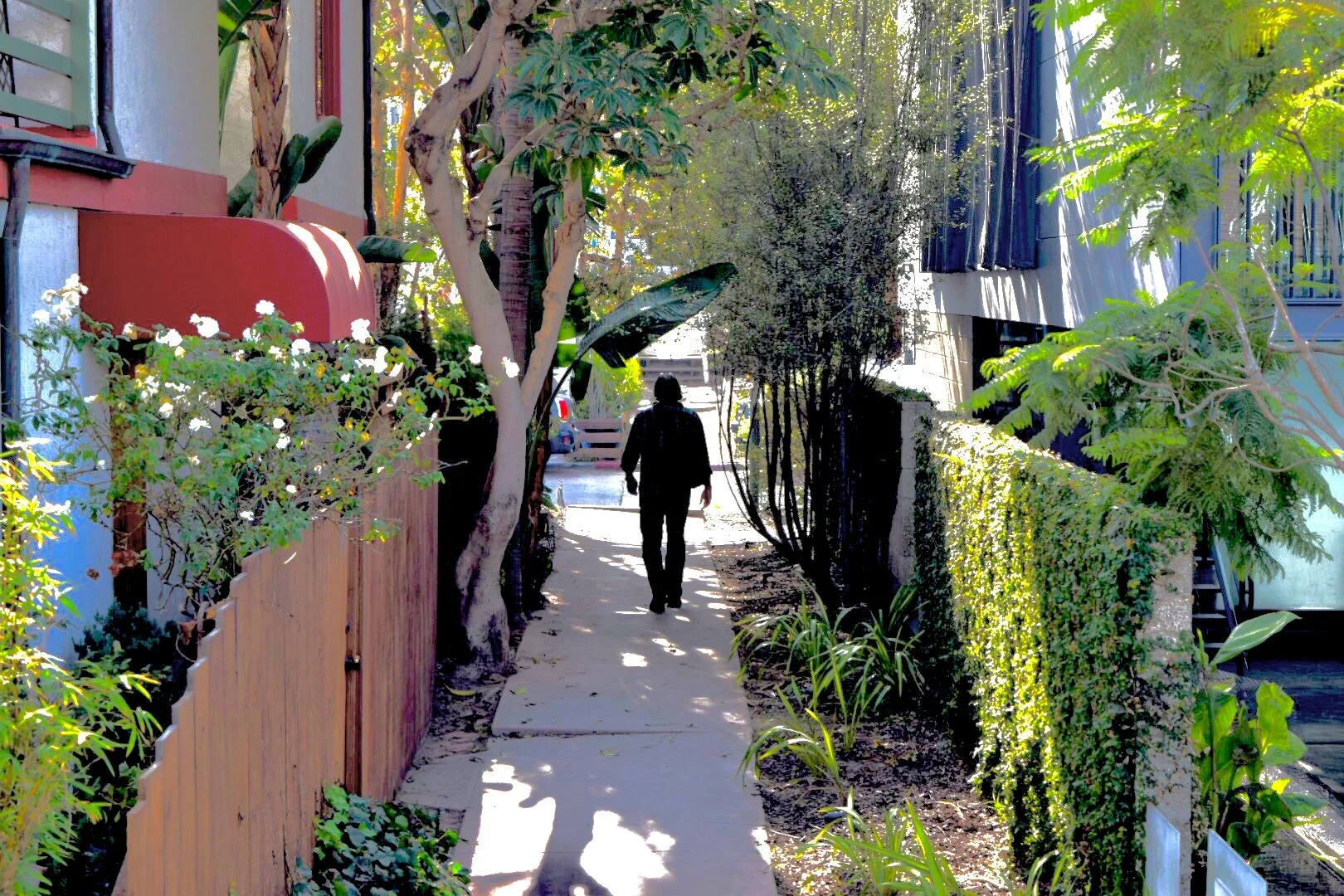 A person walking down a narrow sidewalk in a residential area, surrounded by lush greenery, trees, and plants on both sides, with houses and cars visible in the background.