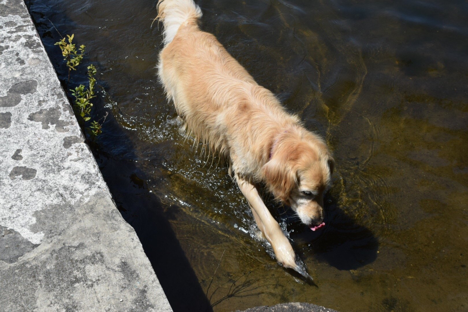 Golden retriever dog catching a fish in a body of water next to a concrete edge.