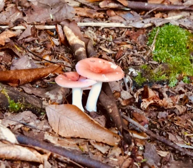 MUSROOMS