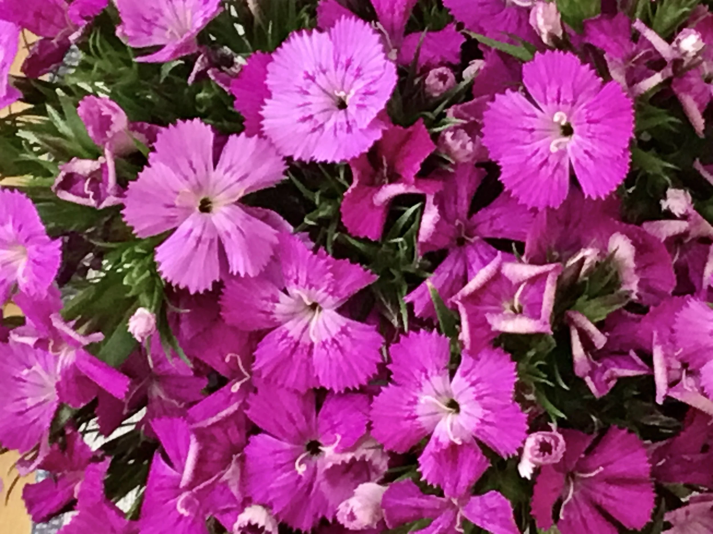 A cluster of pink and purple dianthus flowers with green leaves.