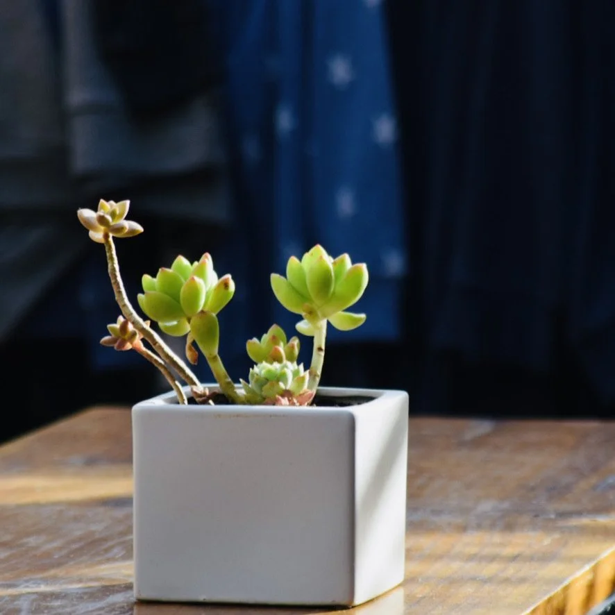A small potted succulent plant in a square white pot on a wooden surface.