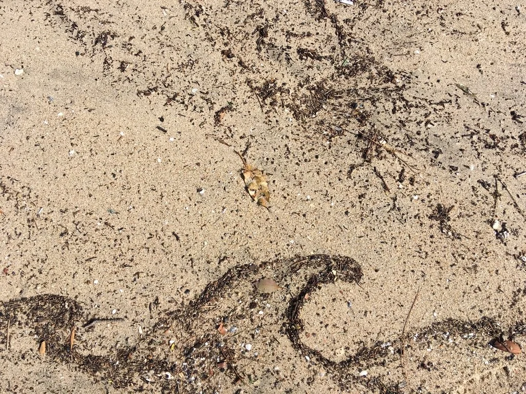 Sand with a snake-shaped pattern drawn in darker sand or dirt, small leaves, and debris scattered around.