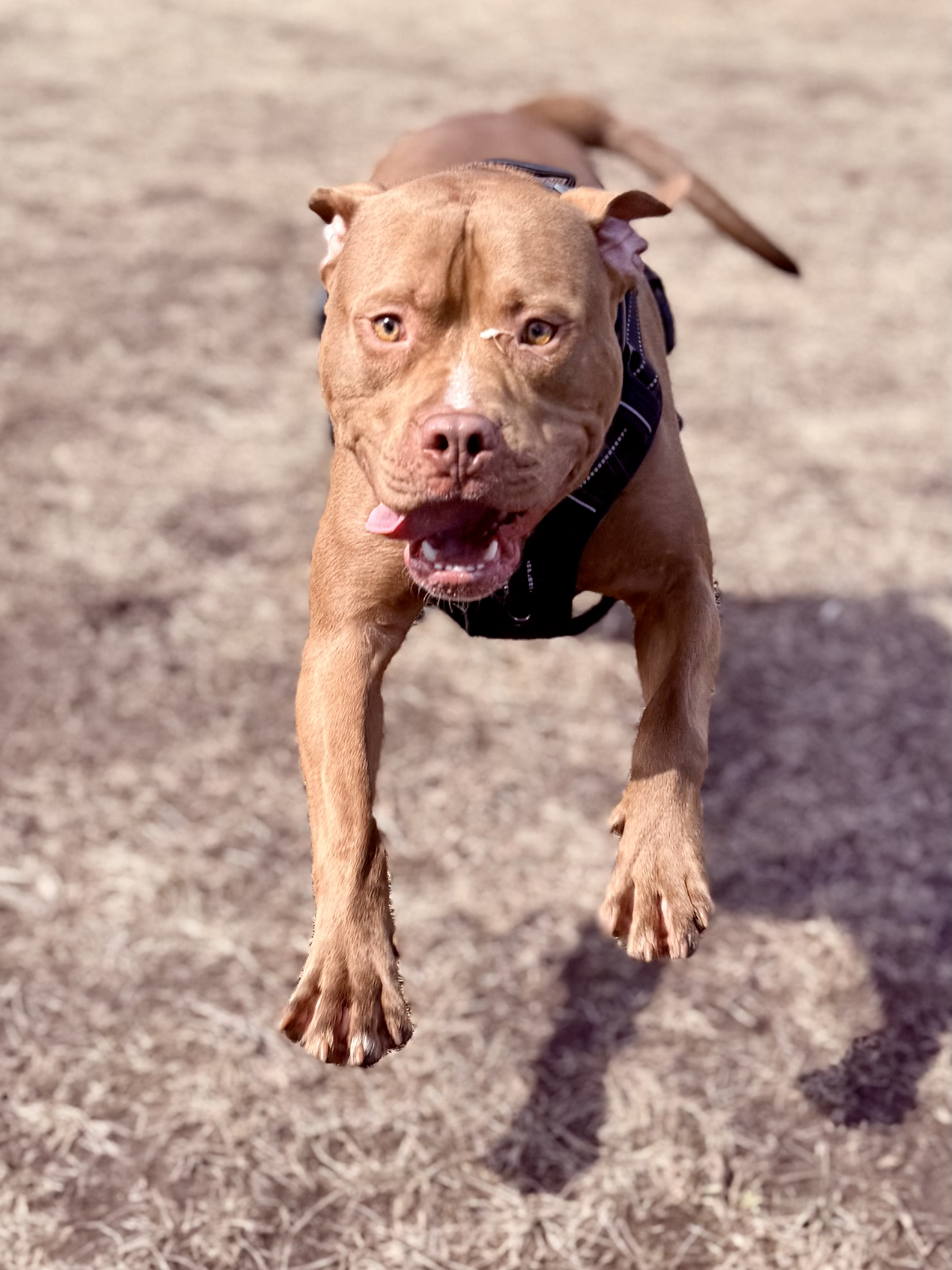 steve pit bull dog.png