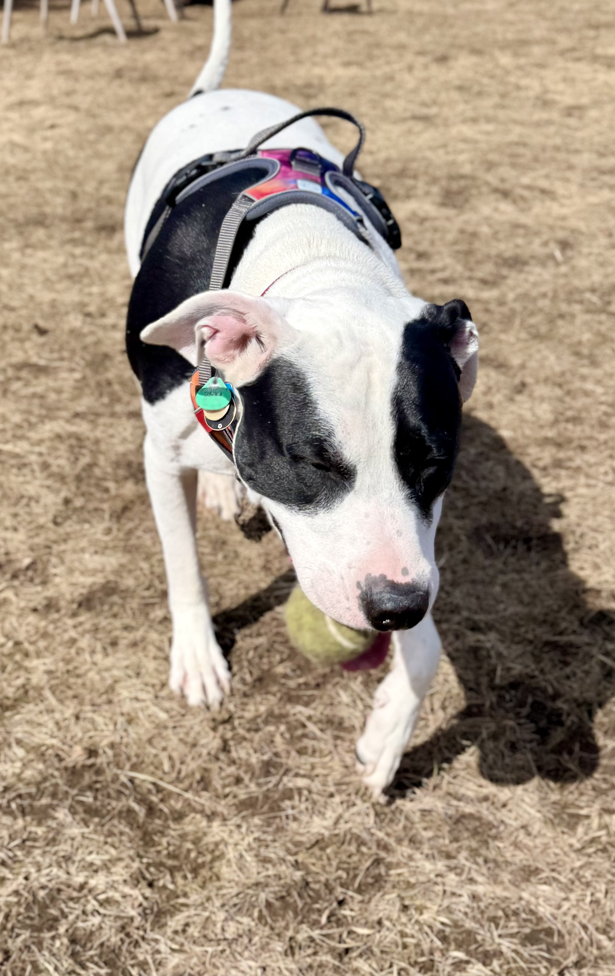 pit bull dog tennis ball.png