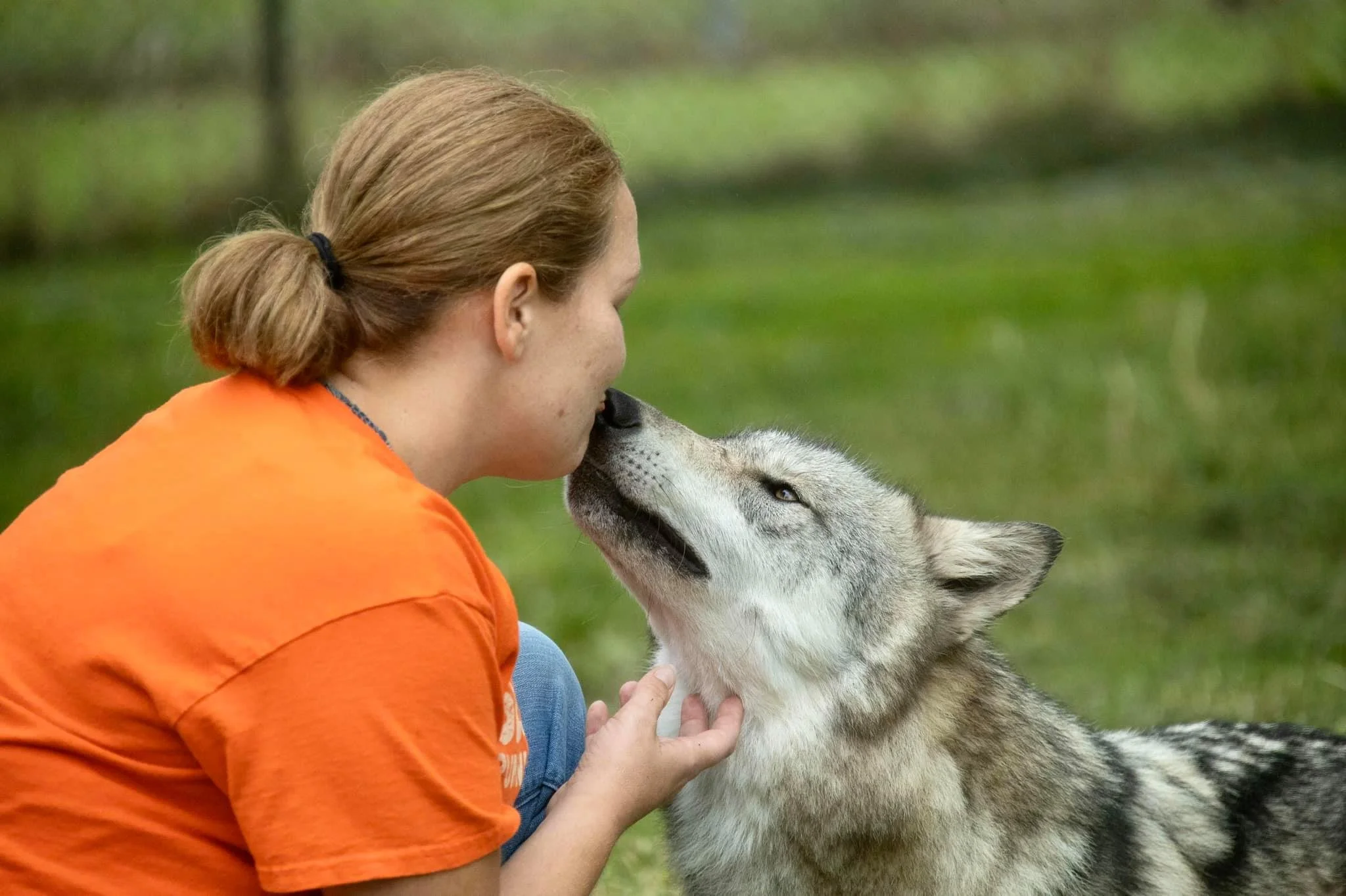 wolf indiana park.jpg