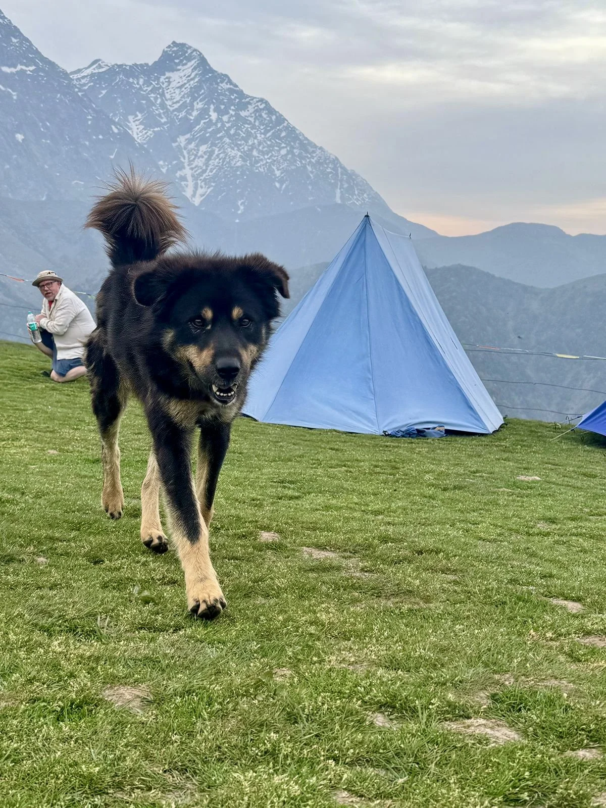 Mountain Dog Gaddi.jpg
