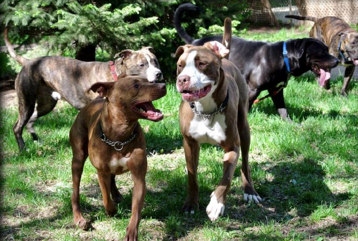 dogs playing in group